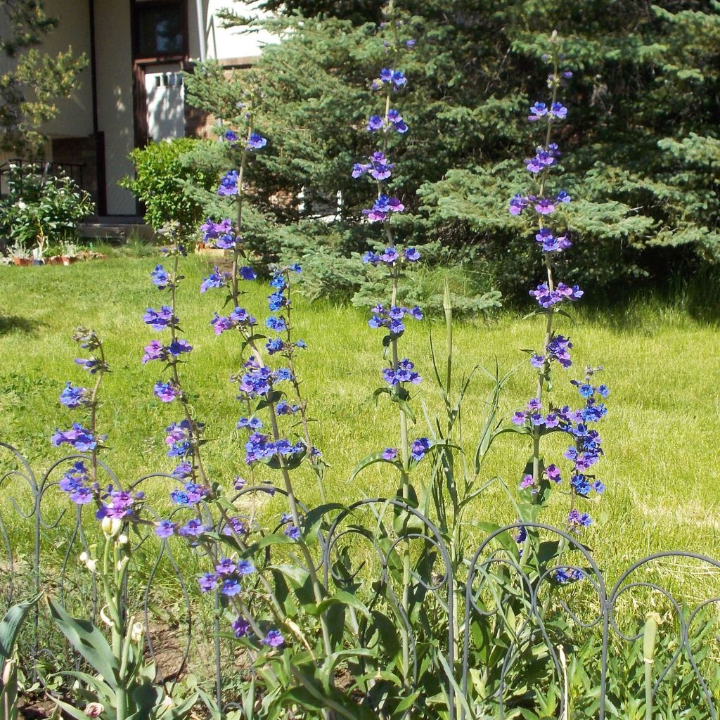 Penstemon mensarum - Galane