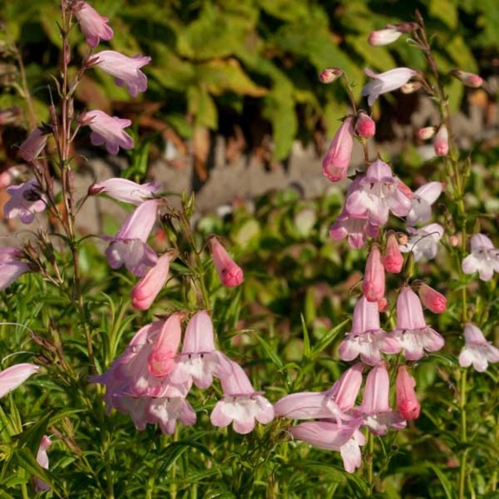 Penstemon Apple Blossom