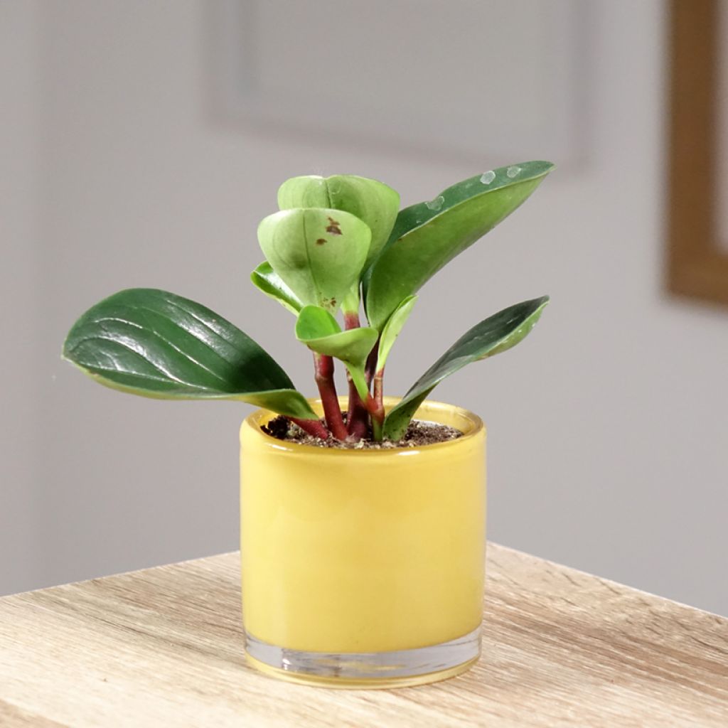 Peperomia obtusifolia Red Canyon® - Baby rubber plant