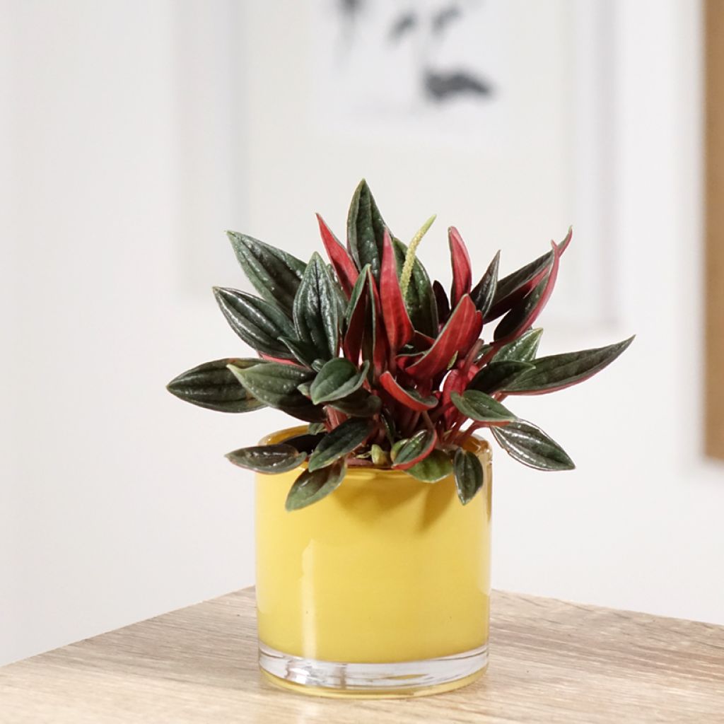 Peperomia caperata Eden Rosso - Radiator plant