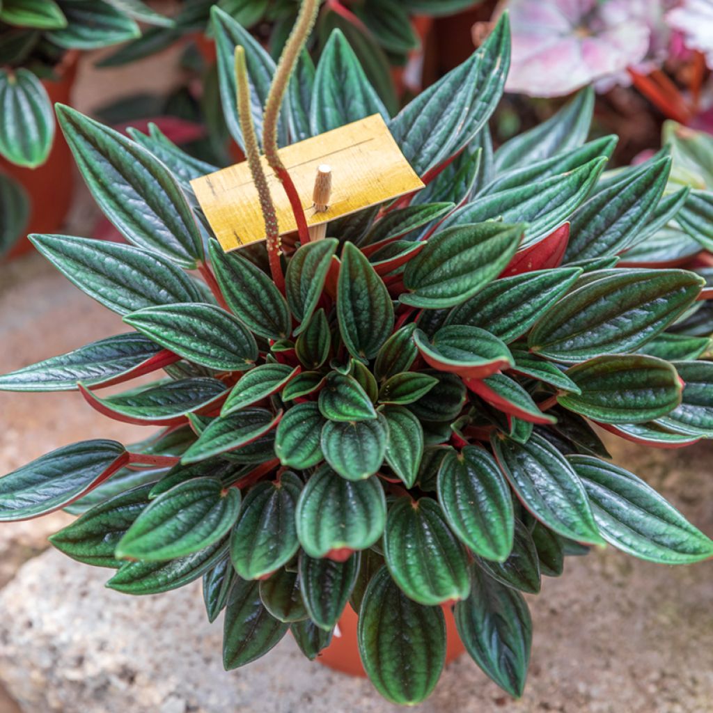 Peperomia caperata Eden Rosso - Radiator plant