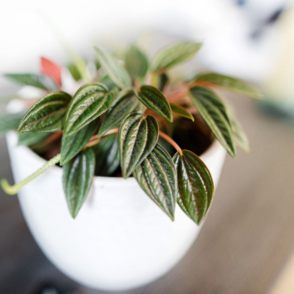 Peperomia caperata Eden Rosso - Radiator plant