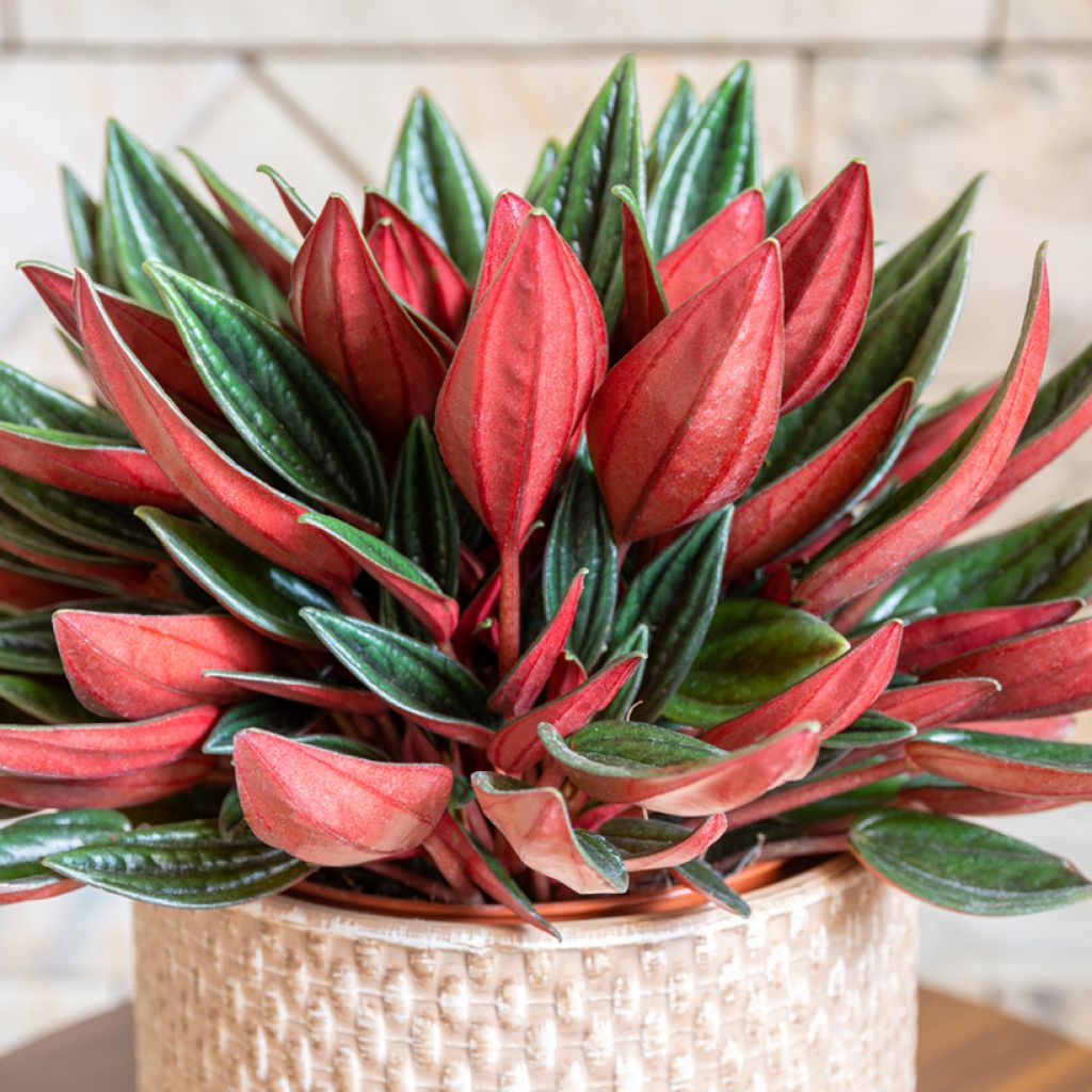 Peperomia caperata Eden Rosso - Radiator plant