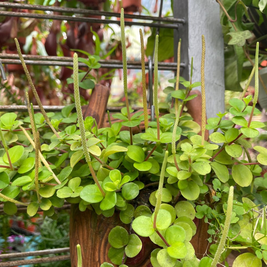 Peperomia rotundifolia - Trailing jade