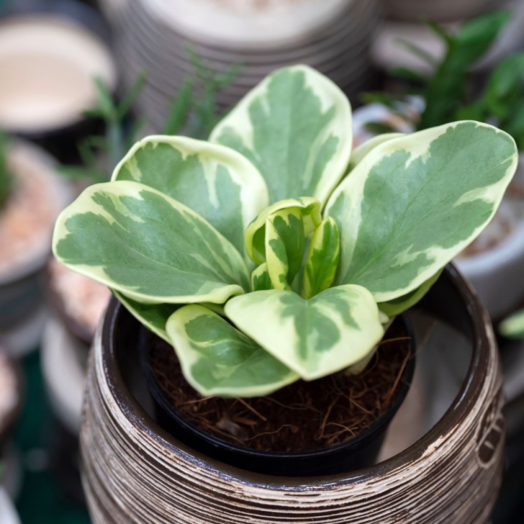 Peperomia obtusifolia USA - Baby rubber plant