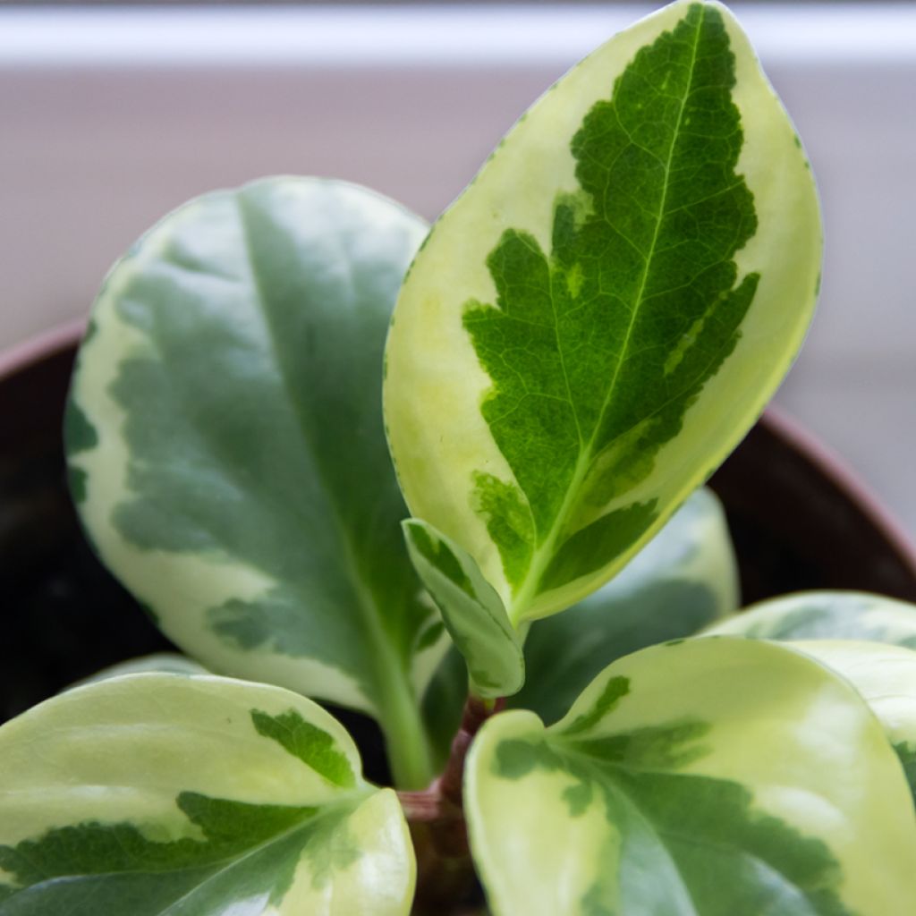 Peperomia obtusifolia USA - Baby rubber plant