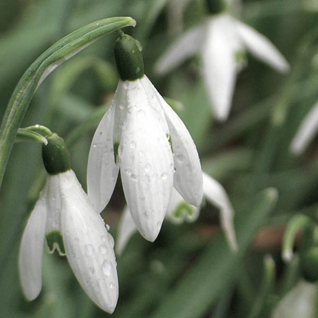 Perce-Neige Simple - Galanthus Elwesii