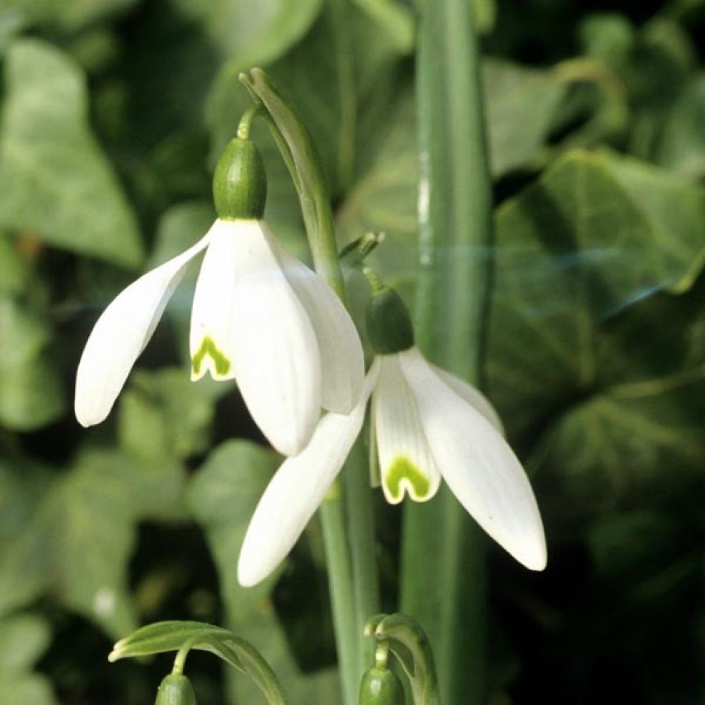 Perce-Neige Simple - Galanthus Elwesii