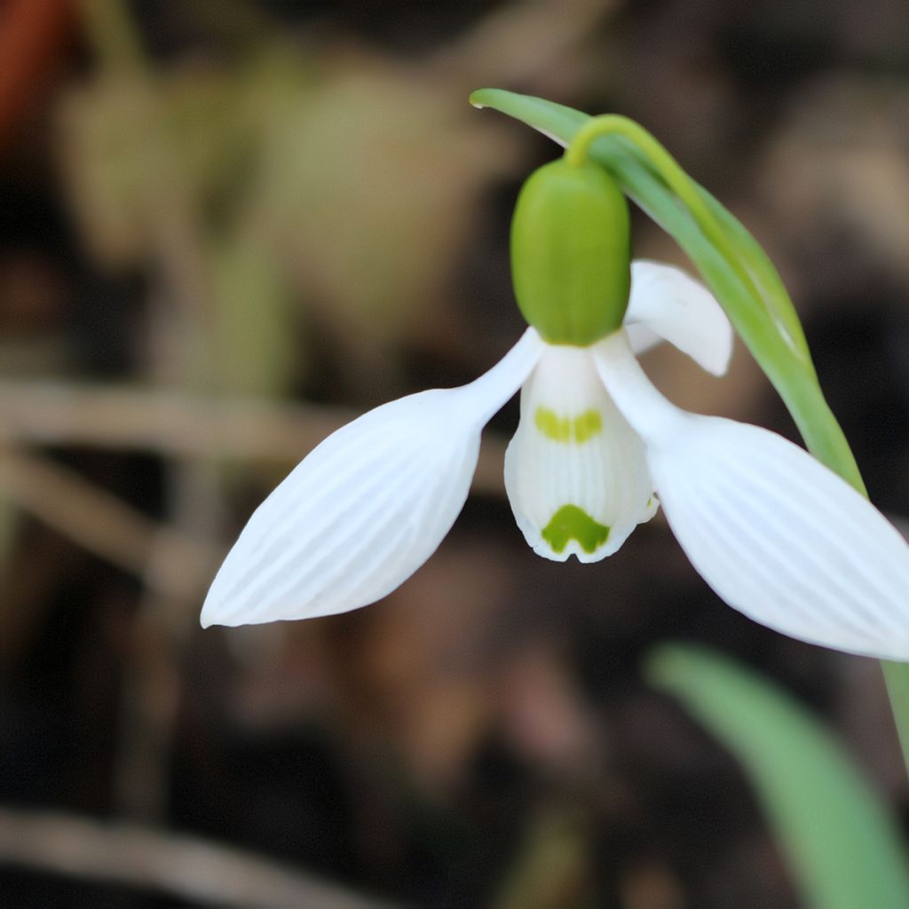 Perce-neige - Galanthus elwesii