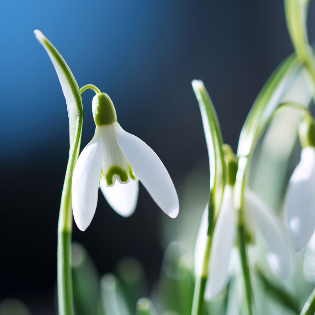 Perce-neige - Galanthus nivalis