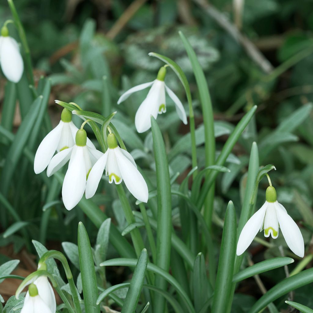 Perce-neige - Galanthus nivalis