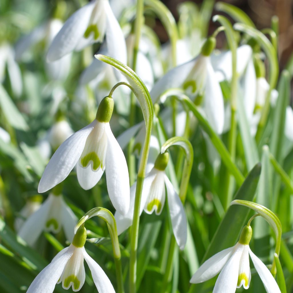 Perce-neige - Galanthus woronowii