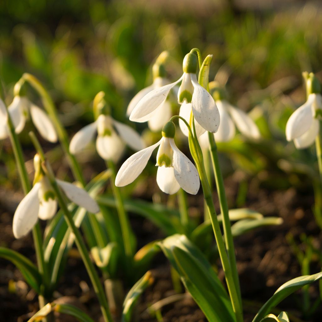 Perce-neige - Galanthus woronowii