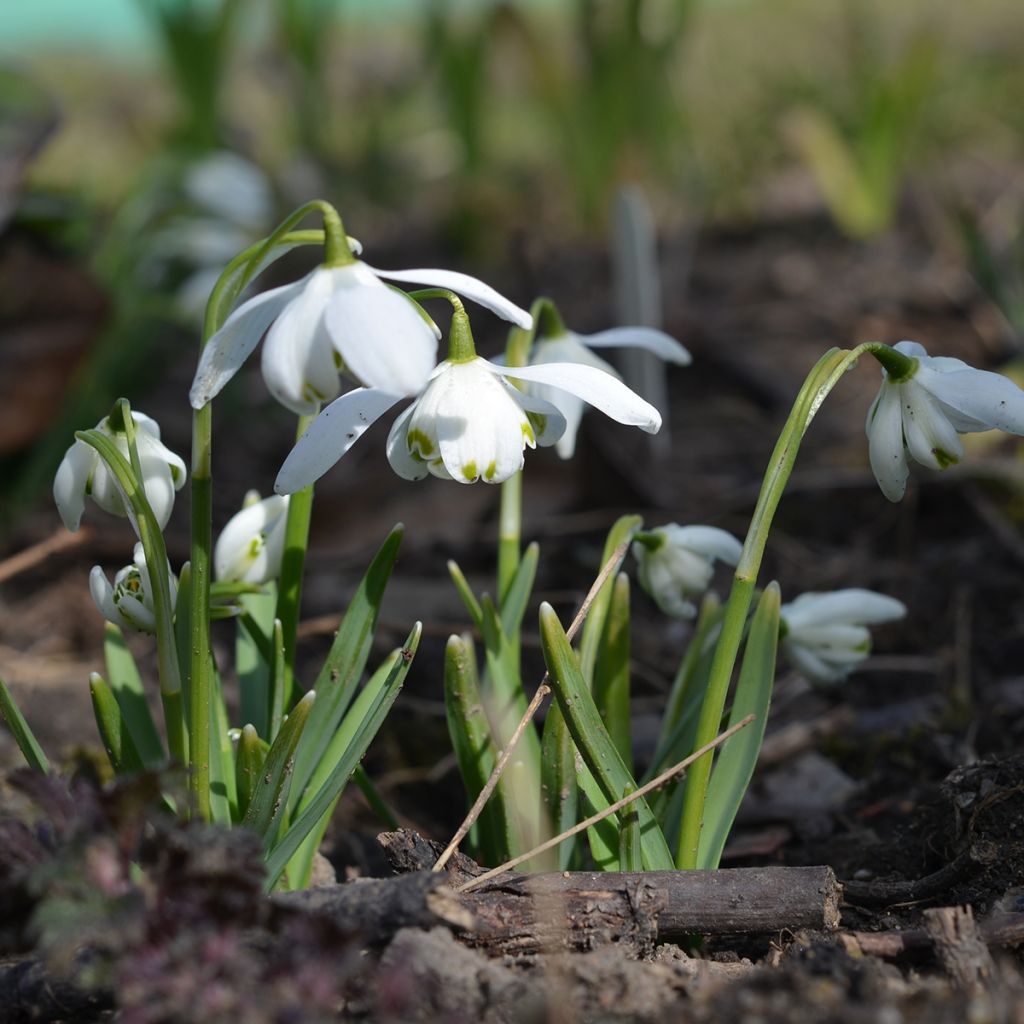 Perce-neige double - Galanthus nivalis Flore Pleno