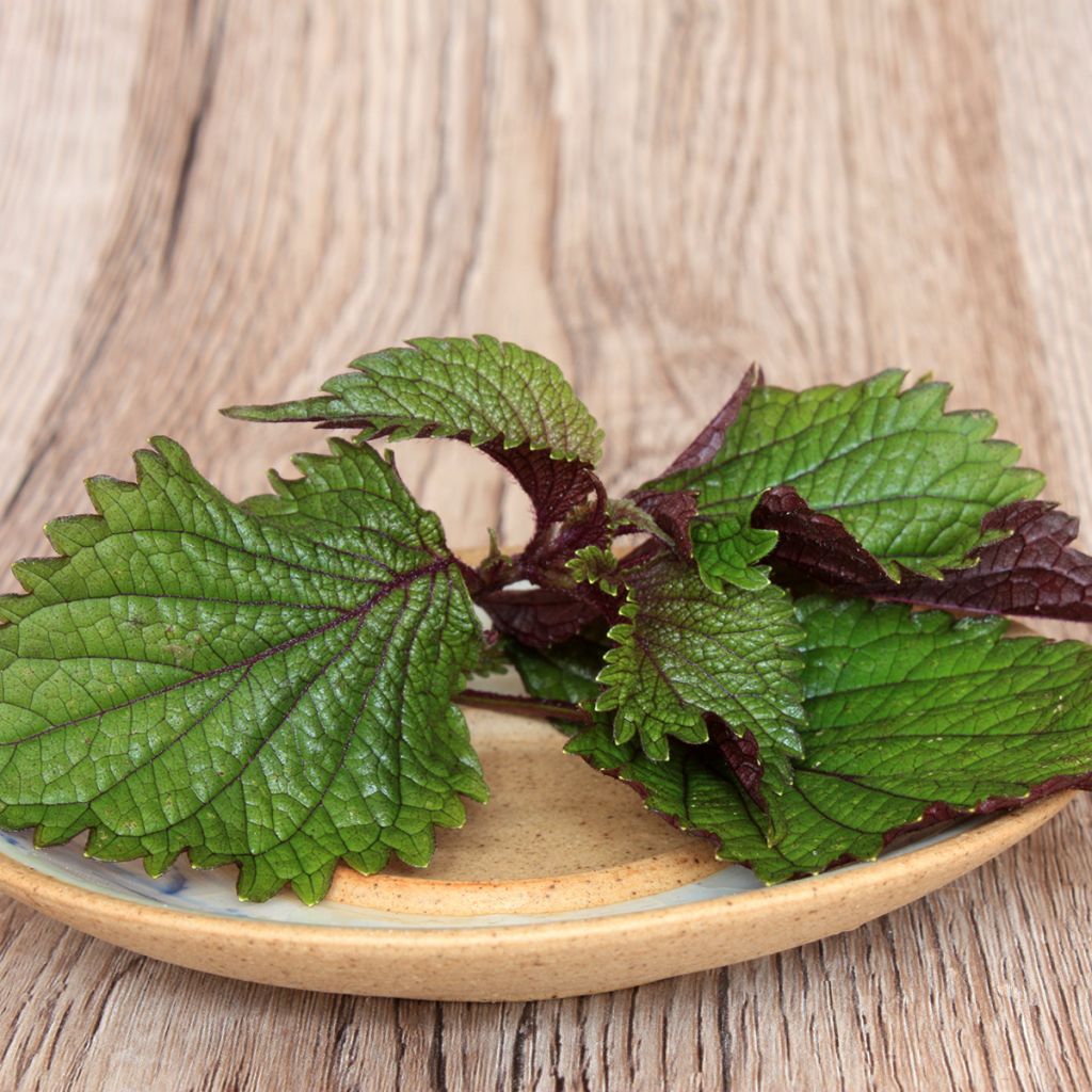 Perilla frutescens vert - Shiso