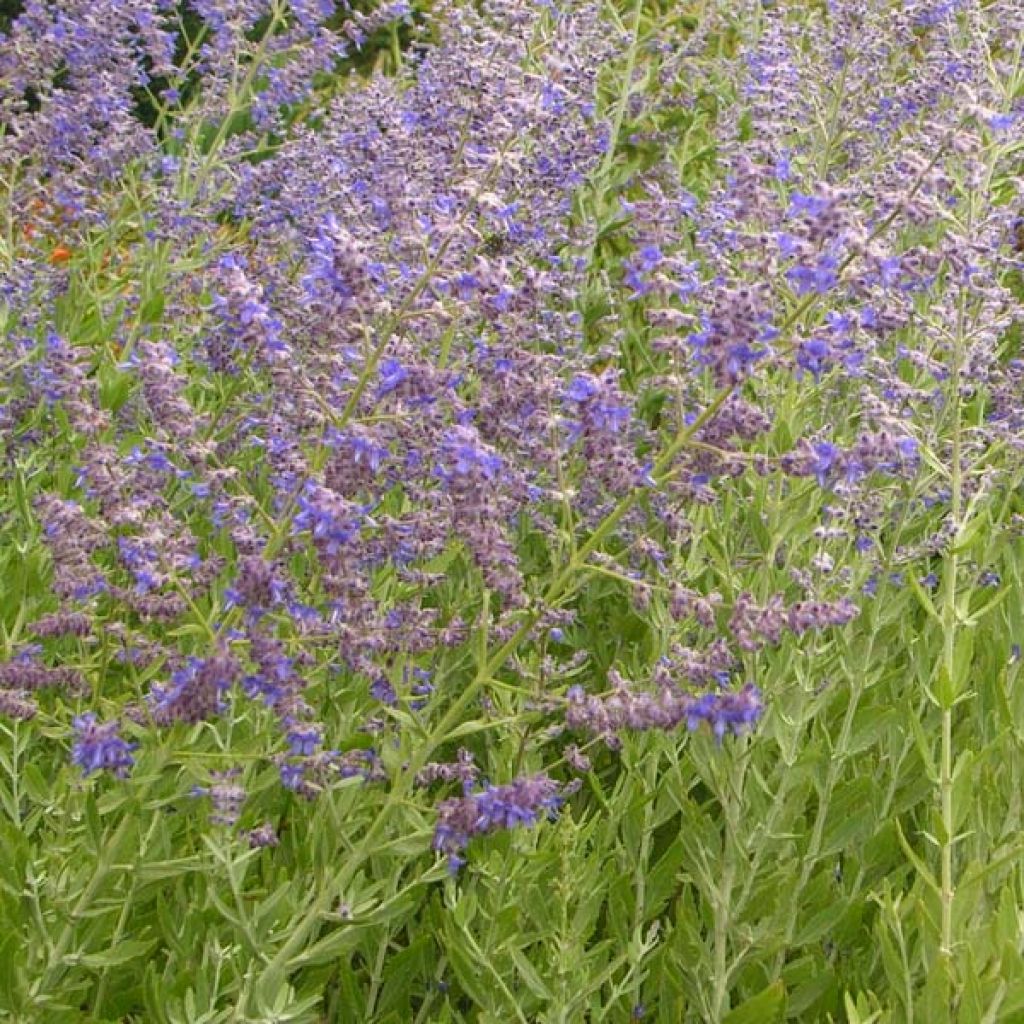 Perovskia atriplicifolia Little Spire - Russian Sage