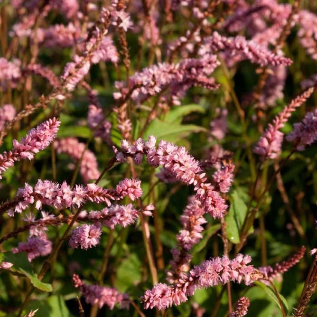 Renouée - Persicaria amplex. Pink Elephant