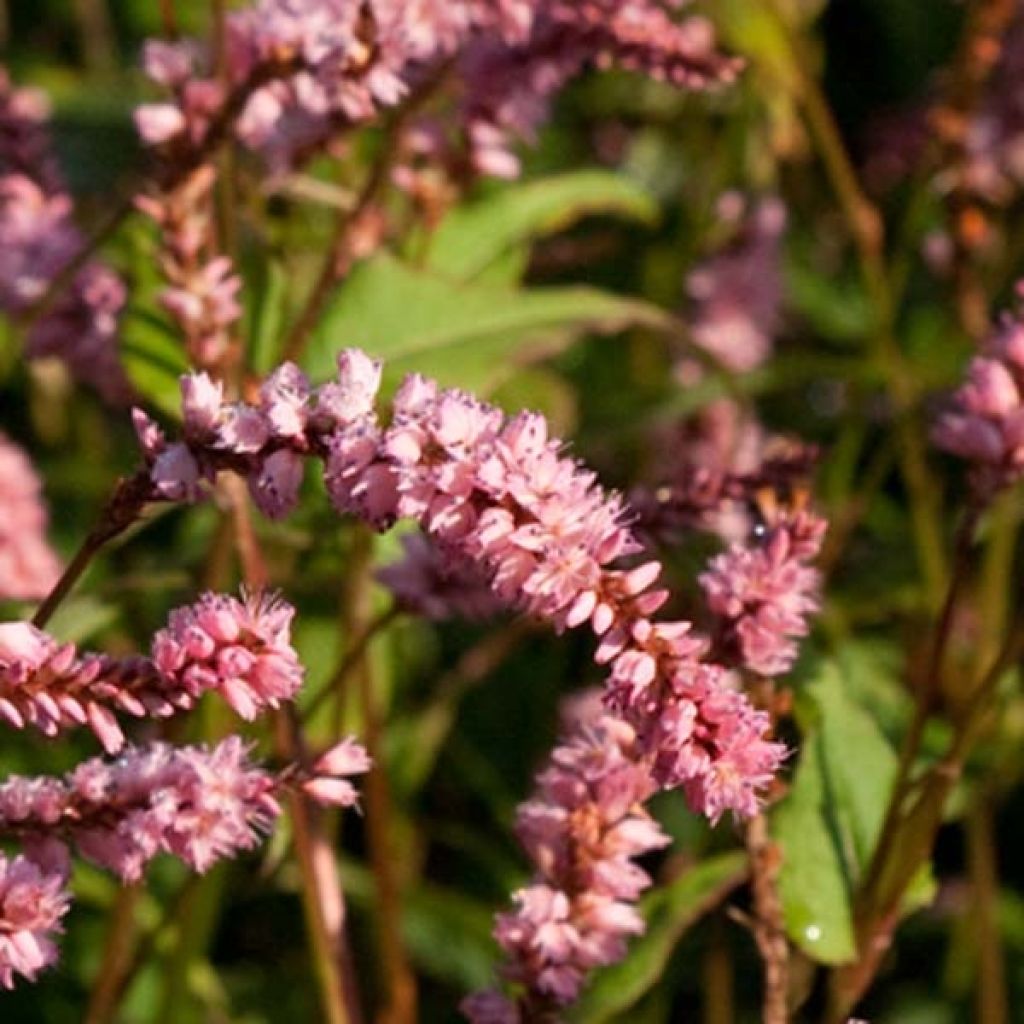 Renouée - Persicaria amplex. Pink Elephant