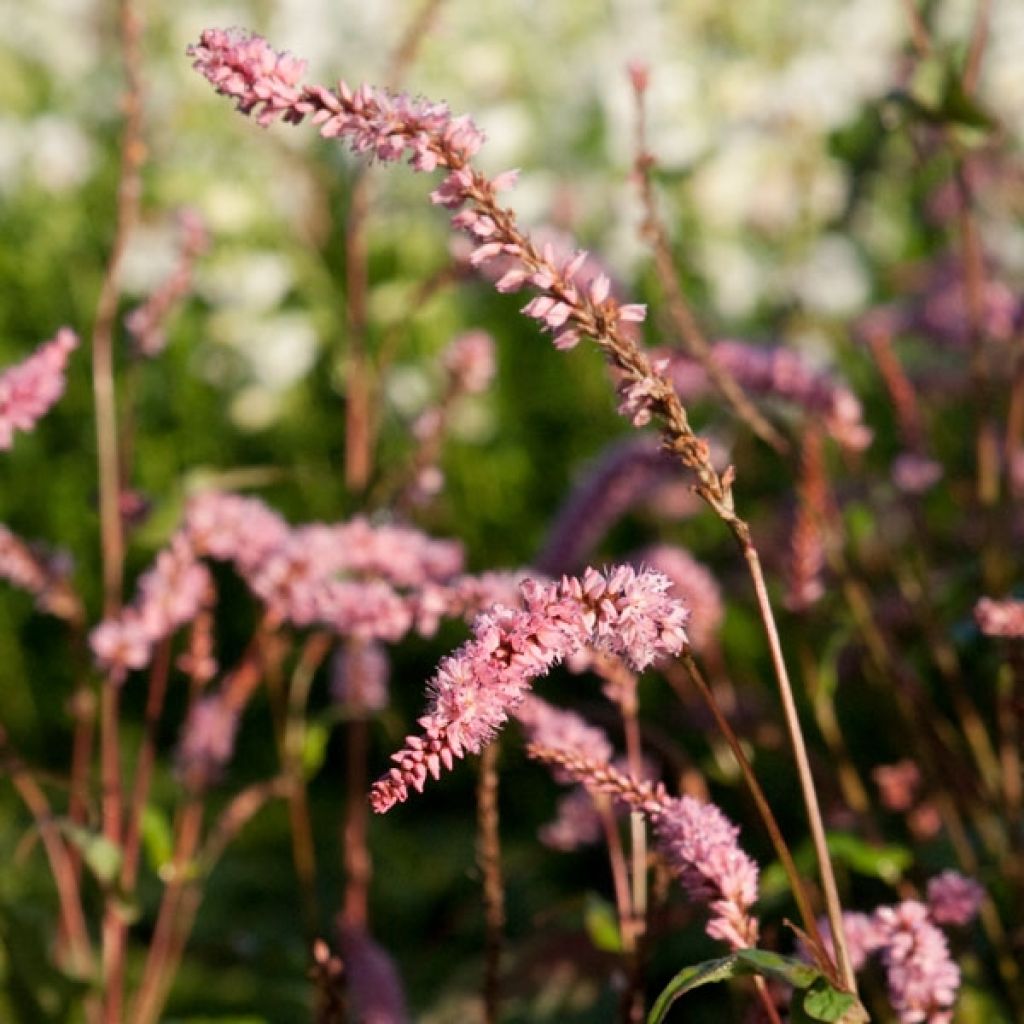 Renouée - Persicaria amplex. Pink Elephant