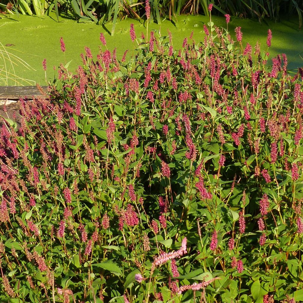 Renouée - Persicaria amplexicaulis Inverleith