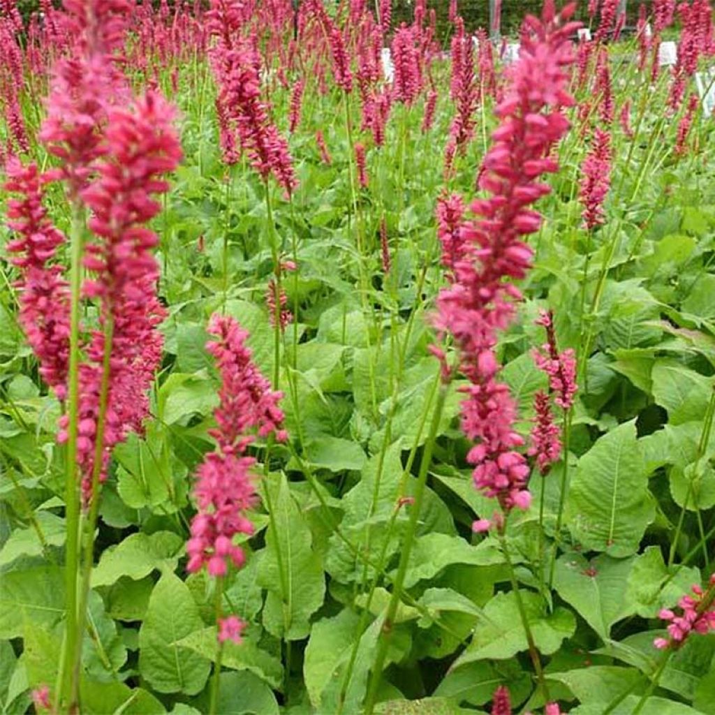 Persicaria amplexicaulis Speciosa - Persicaire - Renouée Speciosa