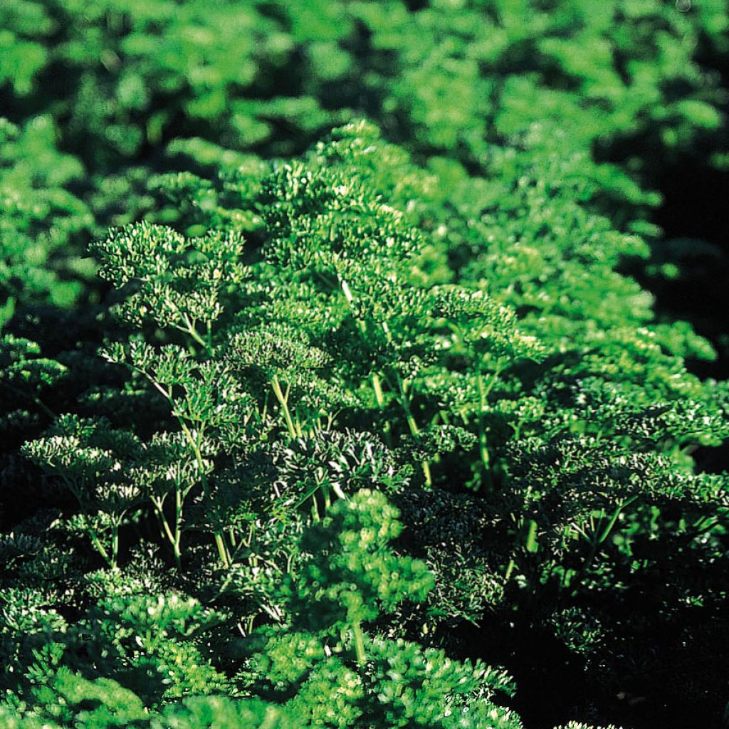 Dark green curly Frisado parsley