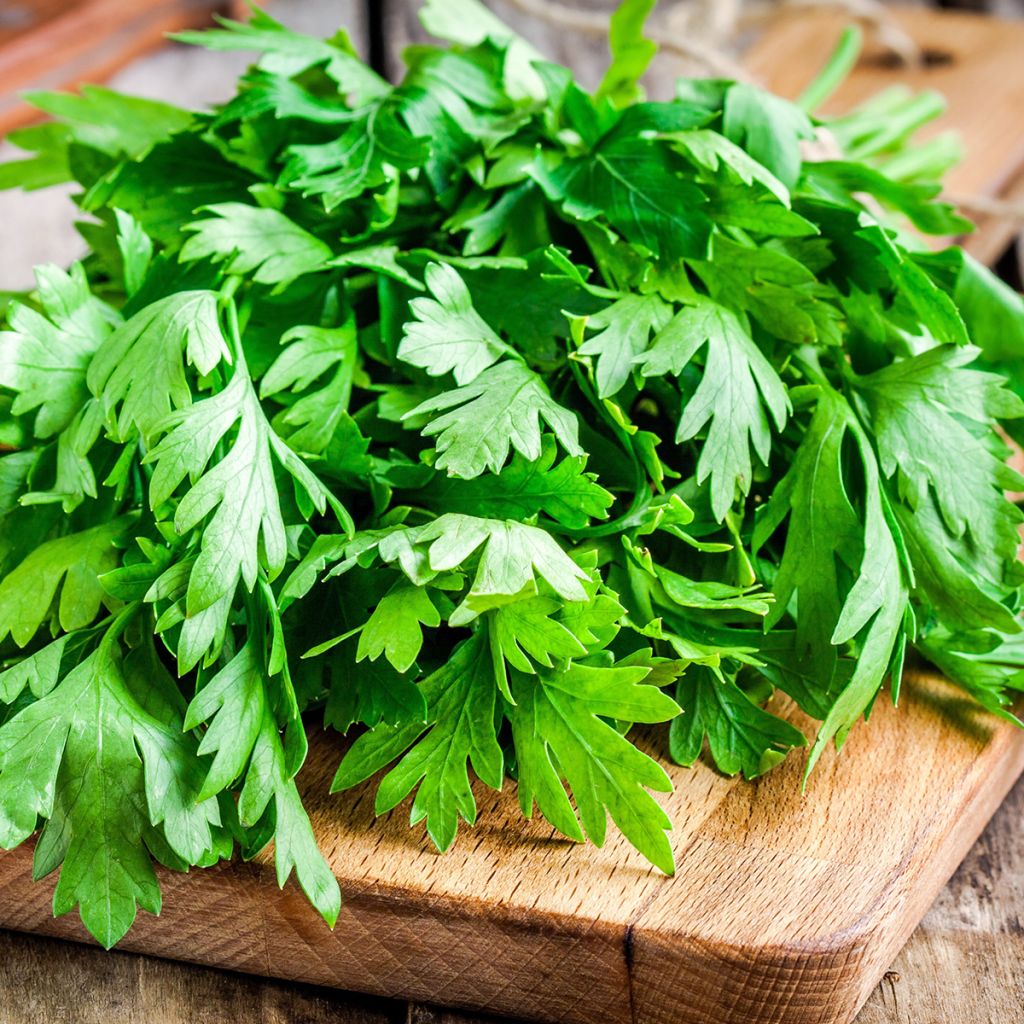 Common Parsley