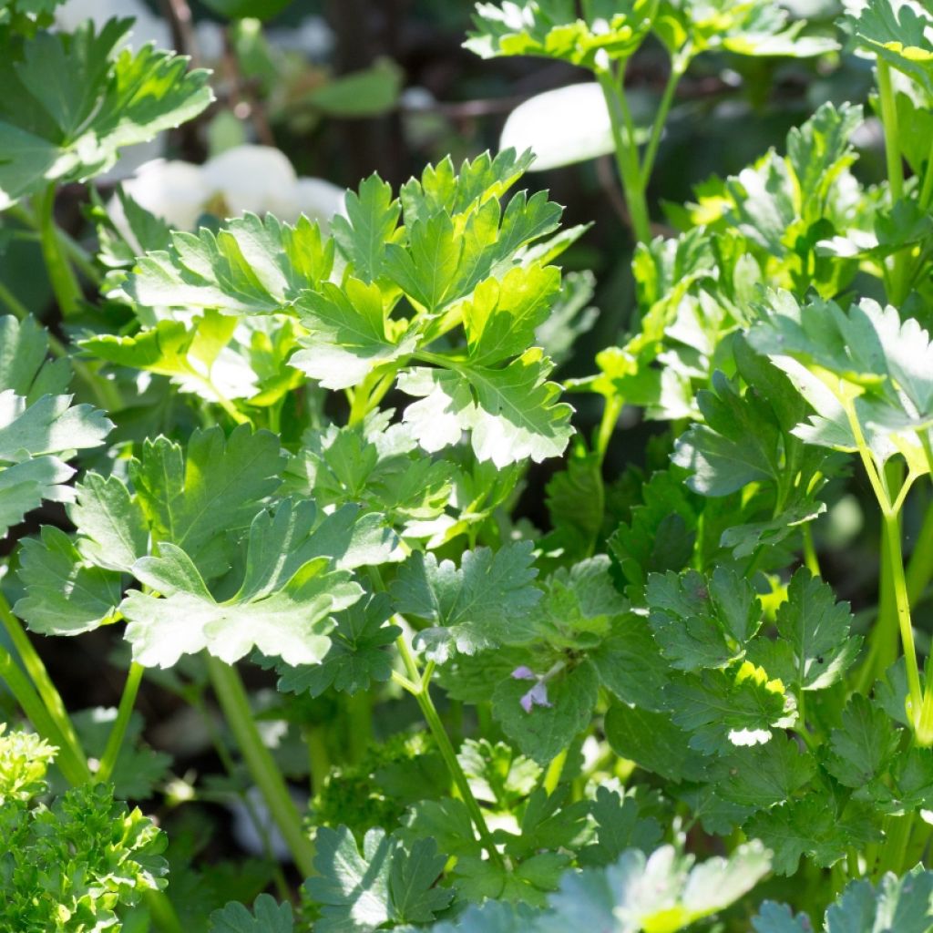 Géant d'Italie Parsley seeds