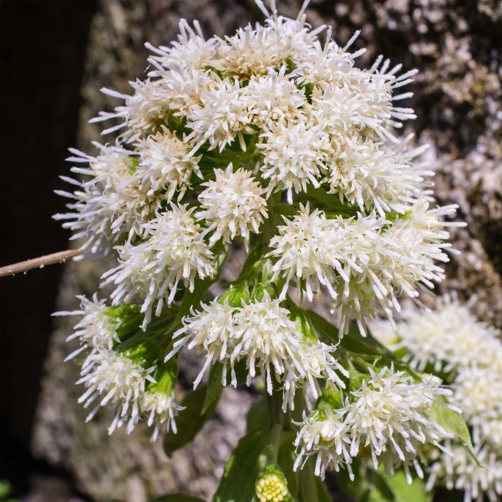 Petasites albus - Pétasite blanc