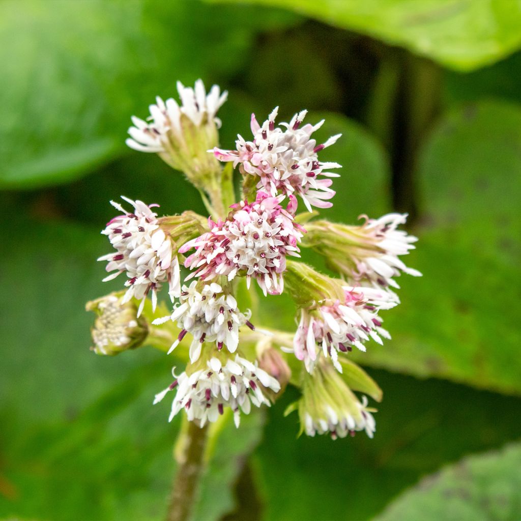 Petasites fragrans - Héliotrope d'hiver