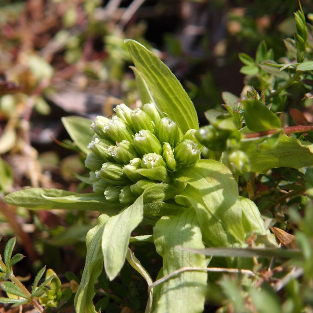 Petasites japonicus - Pétasite du Japon