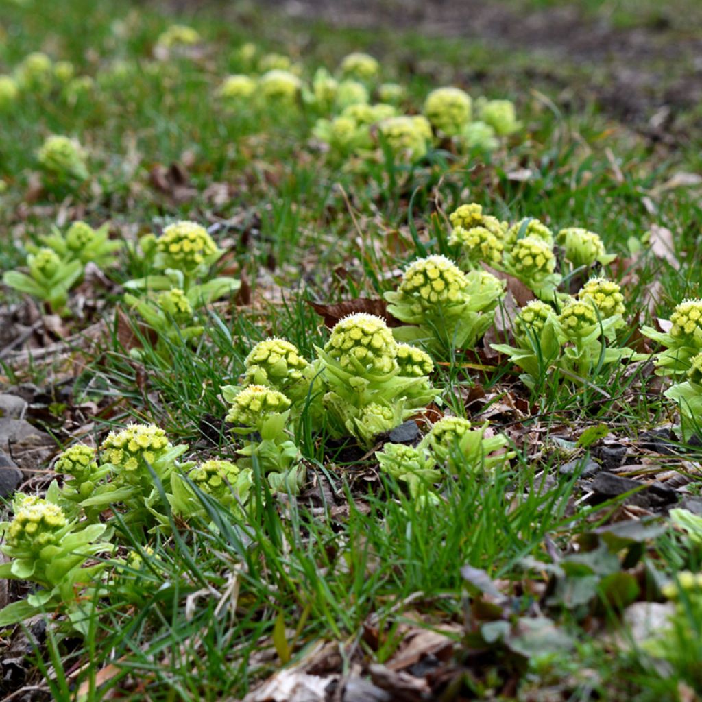 Petasites japonicus - Pétasite du Japon