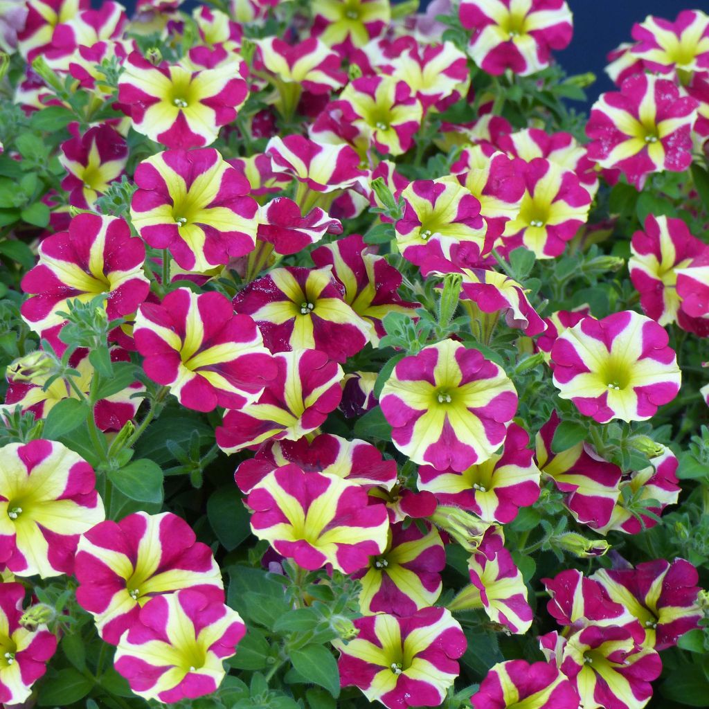 Petunia Amore Queen of Hearts