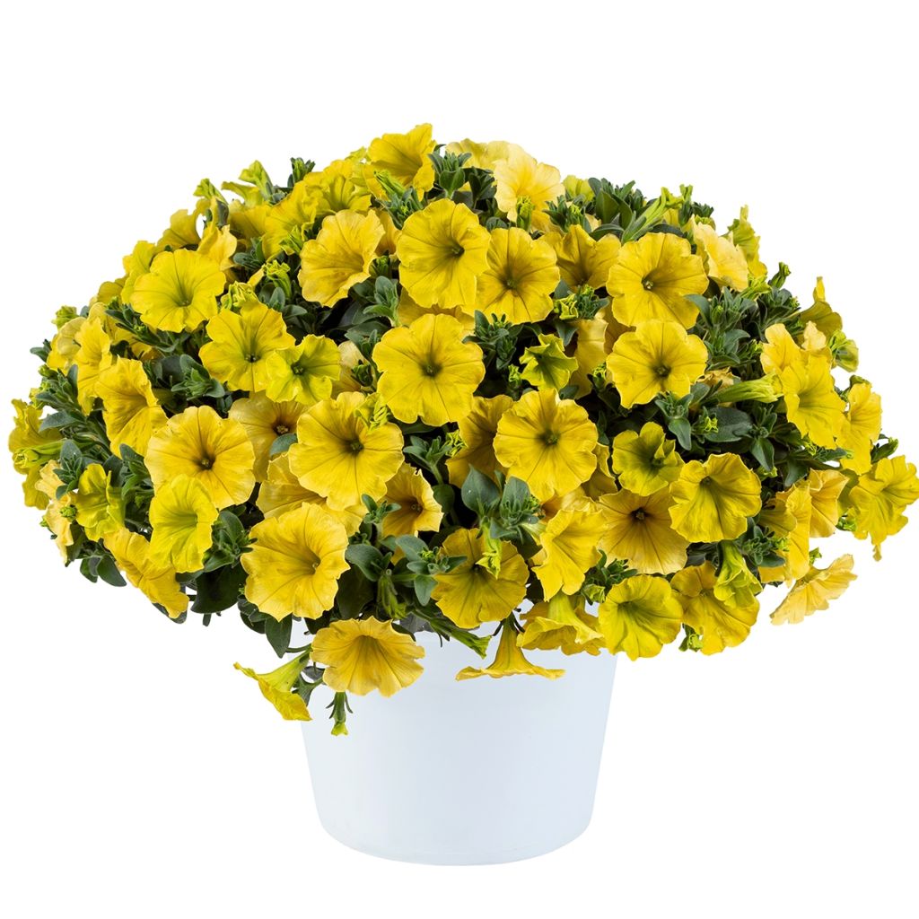 Petunia Capella Hello Yellow