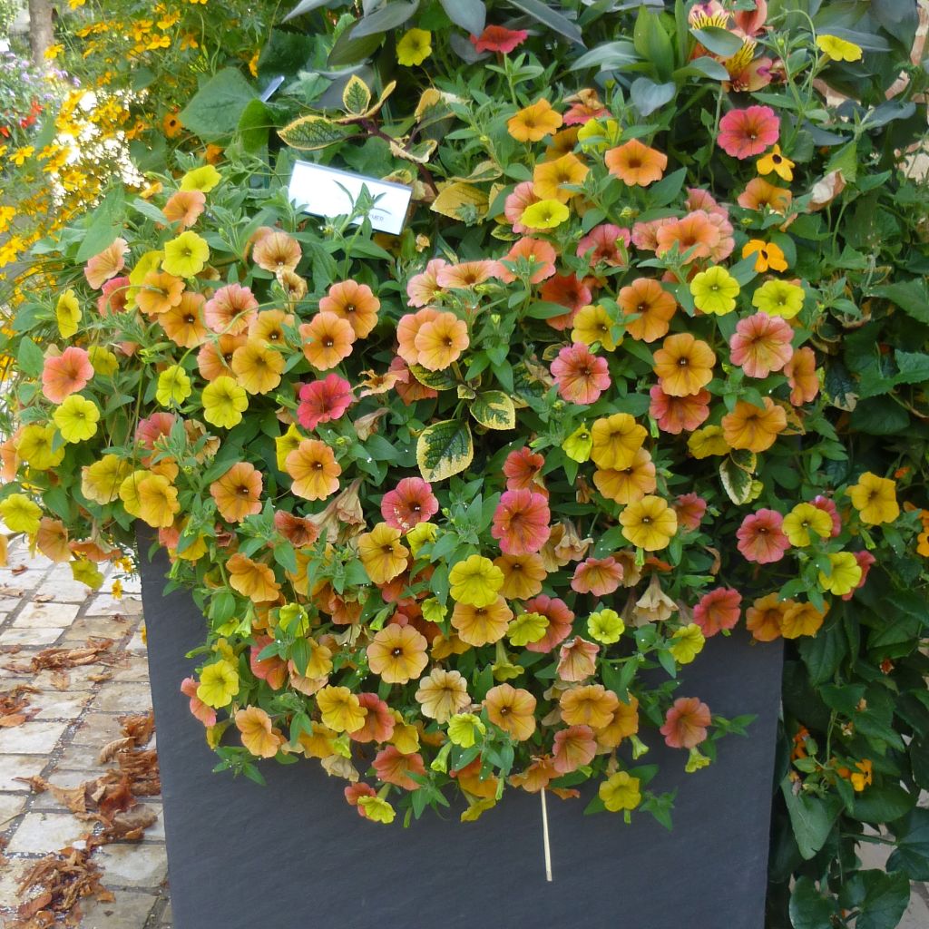 Petunia Cascadias Indian Summer - Pétunia retombant