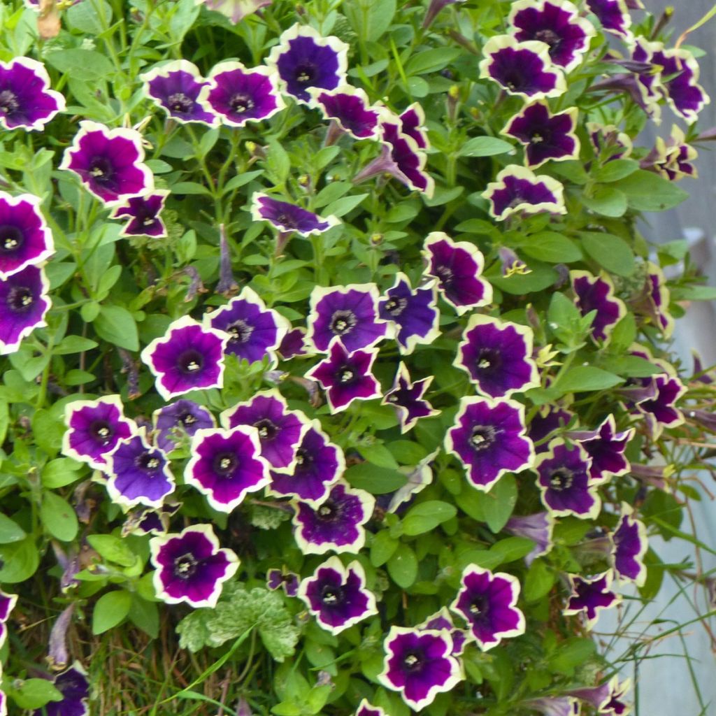 Petunia Cascadias Rim Magenta