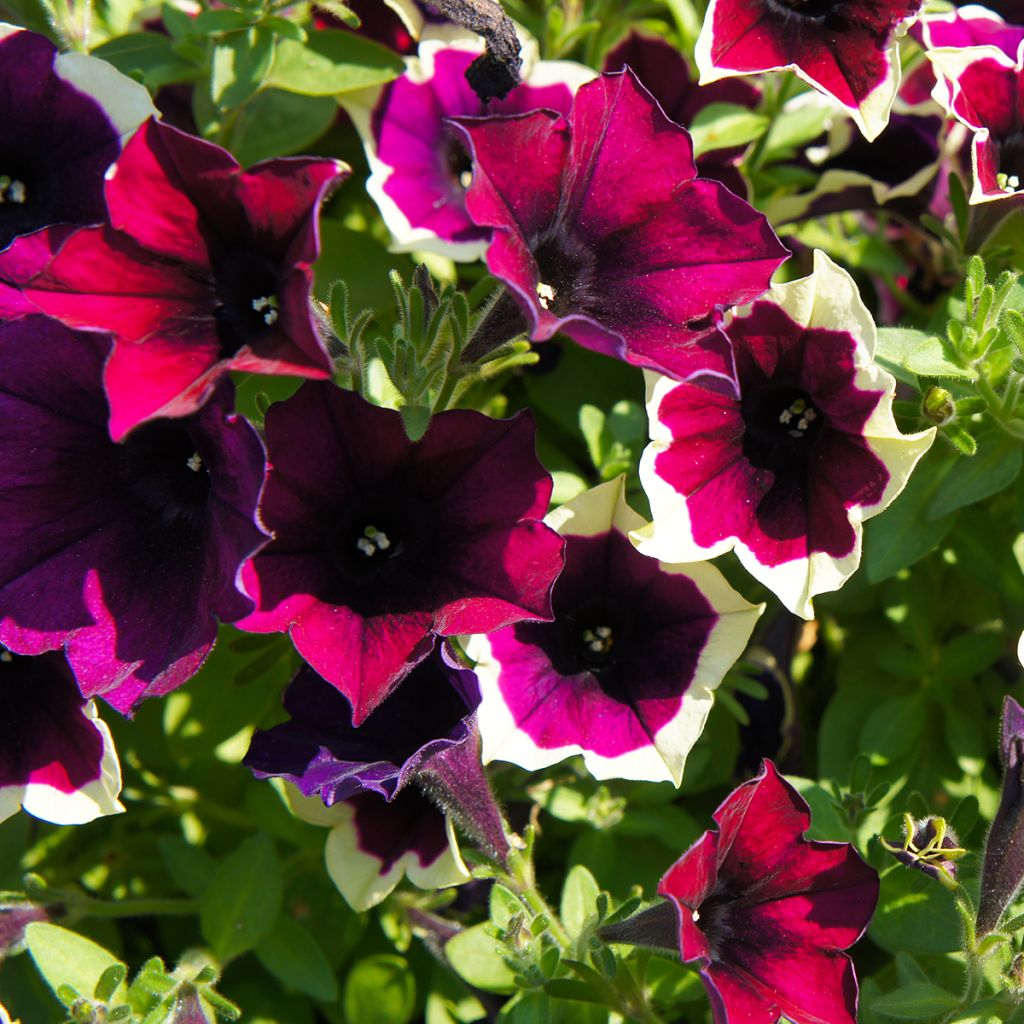 Petunia Cascadias Rim Magenta