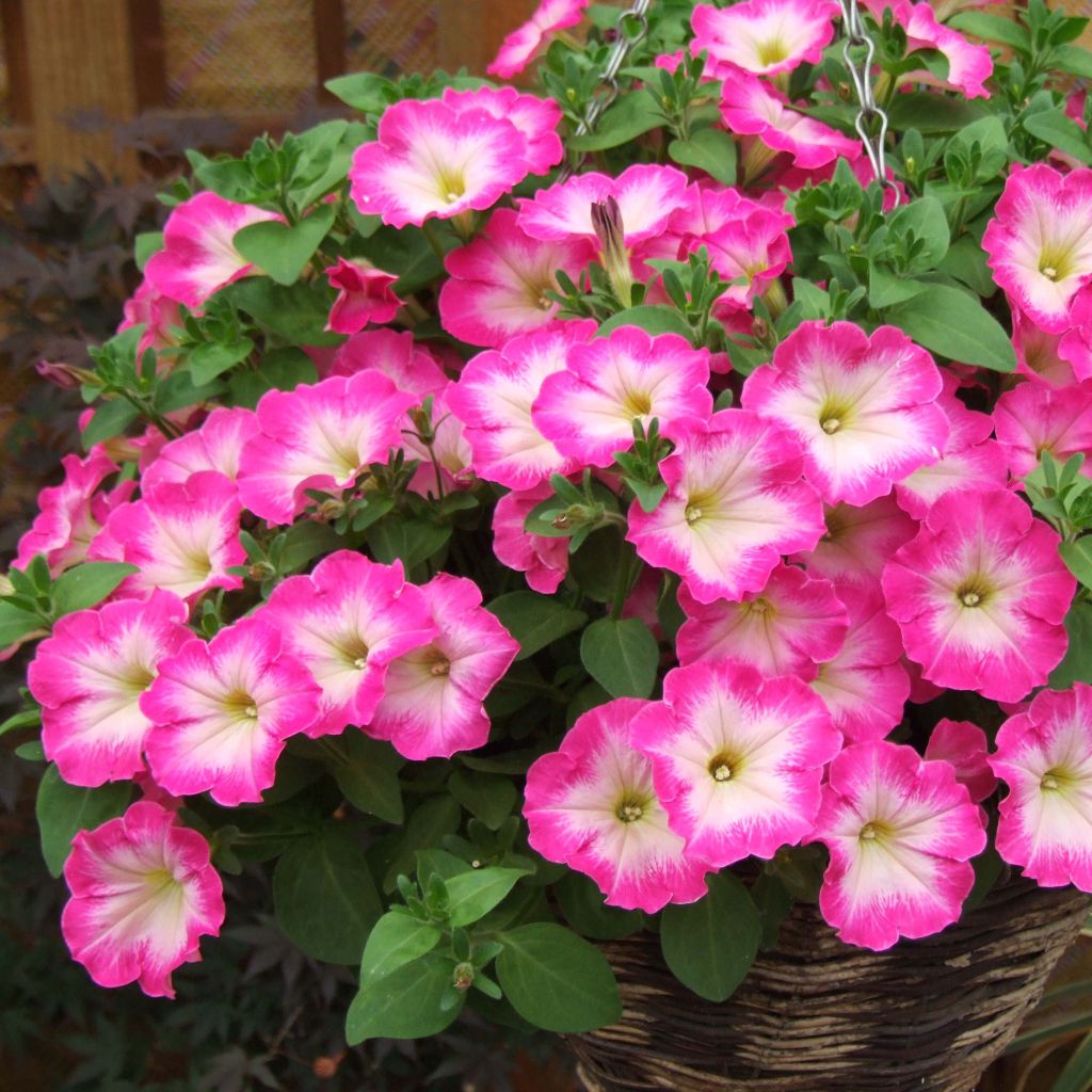 Petunia Corona Rose Rim - Pétunia retombant