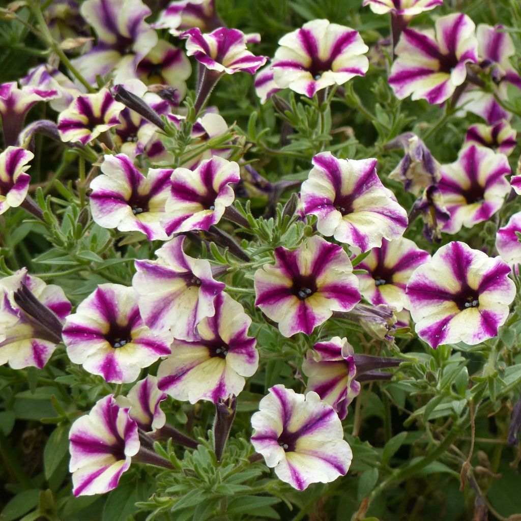 Petunia Dreamstar