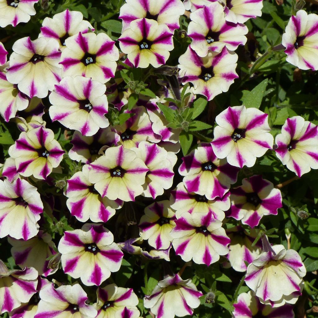 Petunia Dreamstar