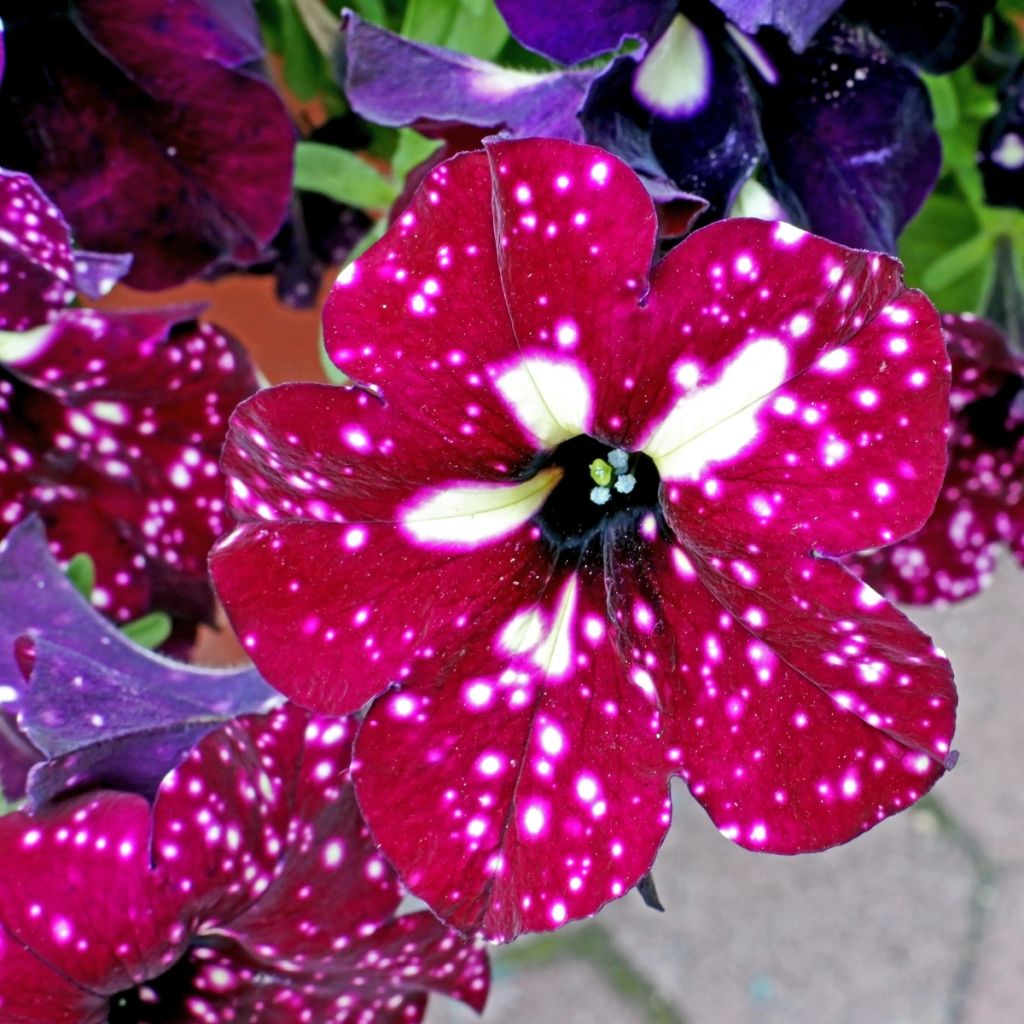 Petunia LightningSky