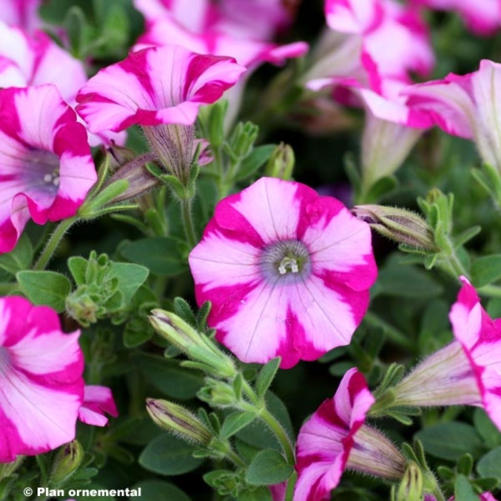 Pétunia supertunia Mini Blast Rose