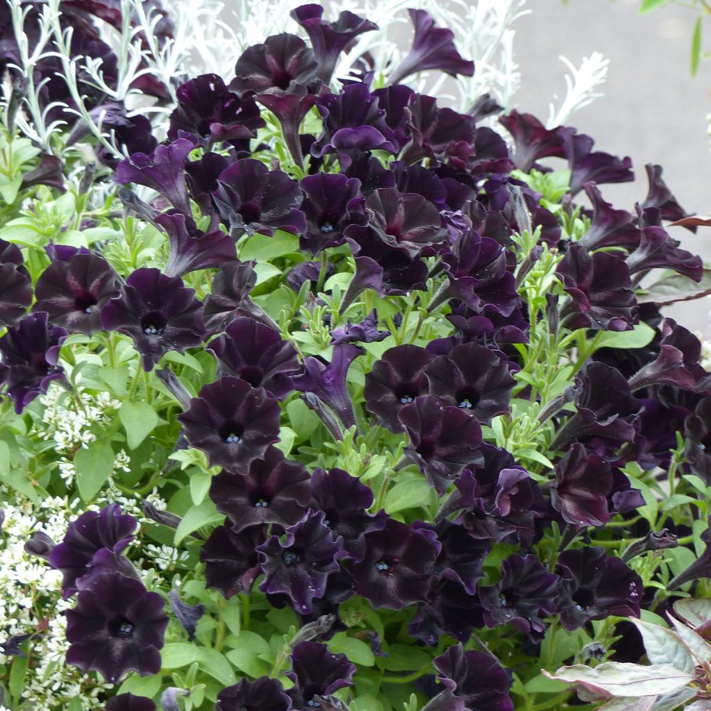 Petunia Nerolina - Pétunia hybride noir intense