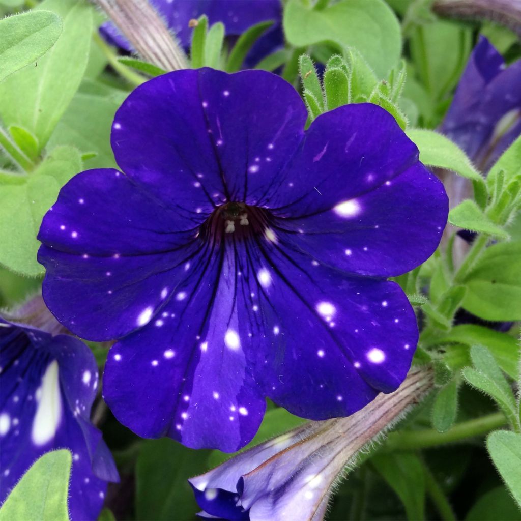 Petunia Night Sky®