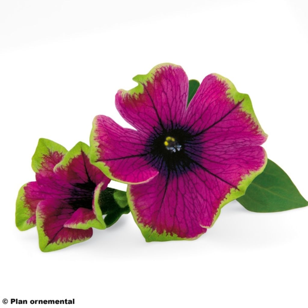 Petunia  hybrida Pretty Much Picasso