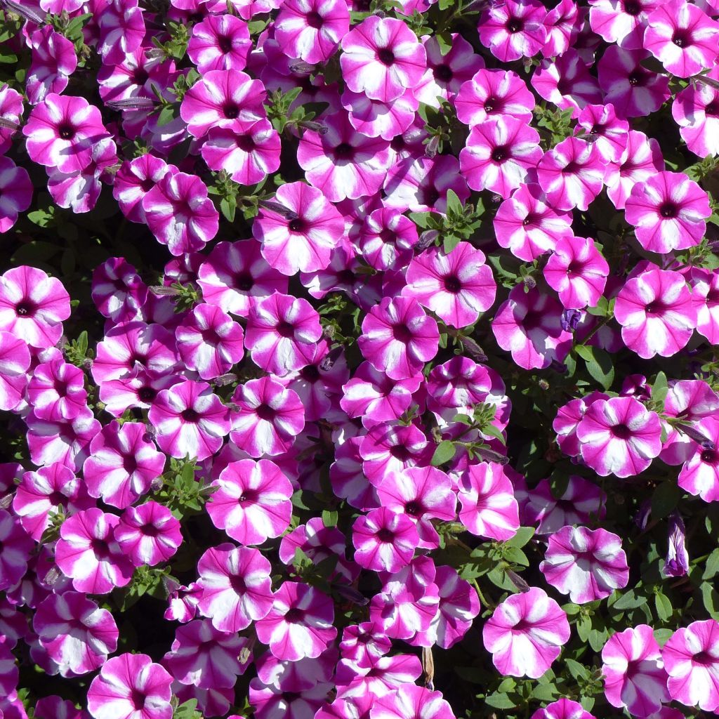 Petunia Raspberry Star