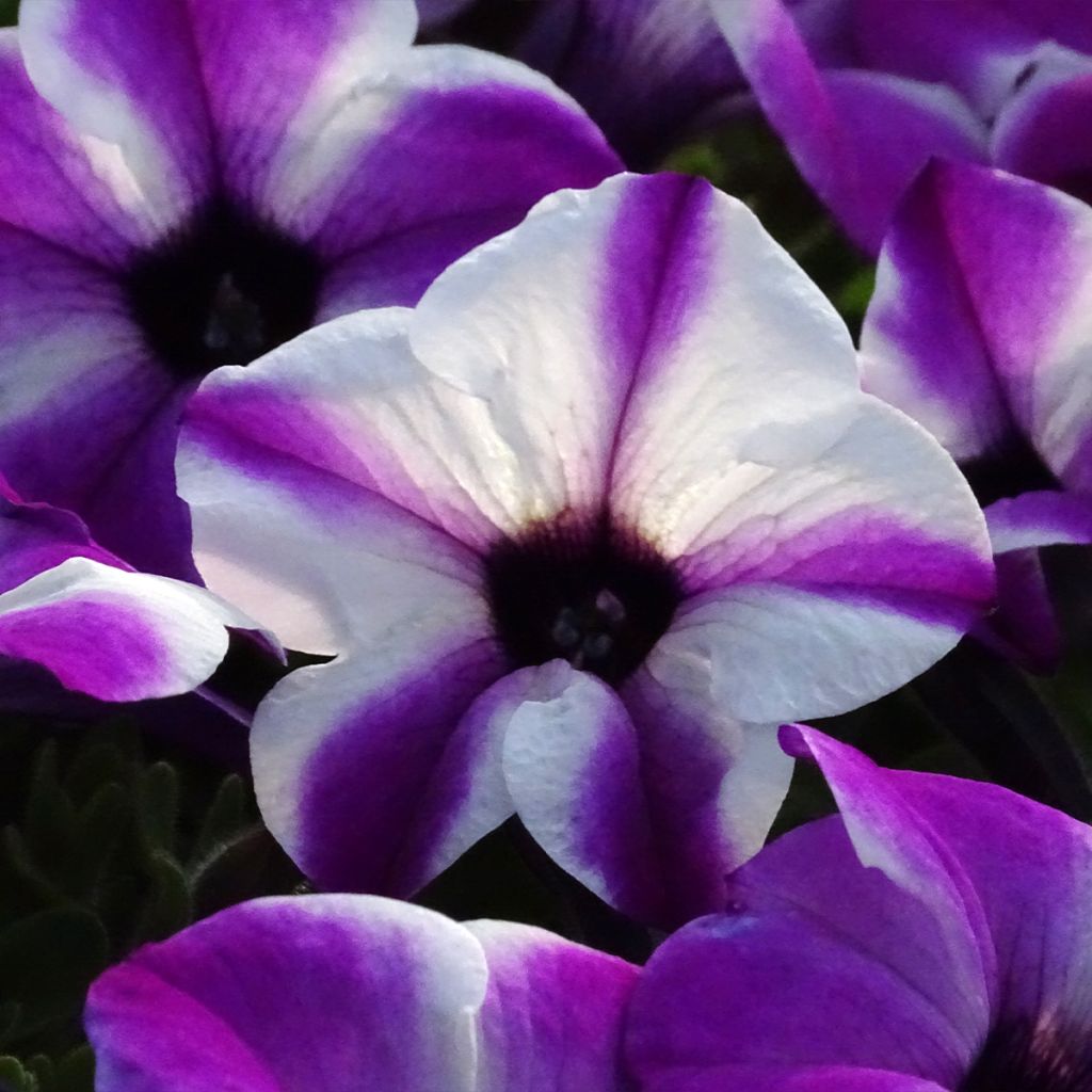 Petunia Red Carpet Orchid Frost