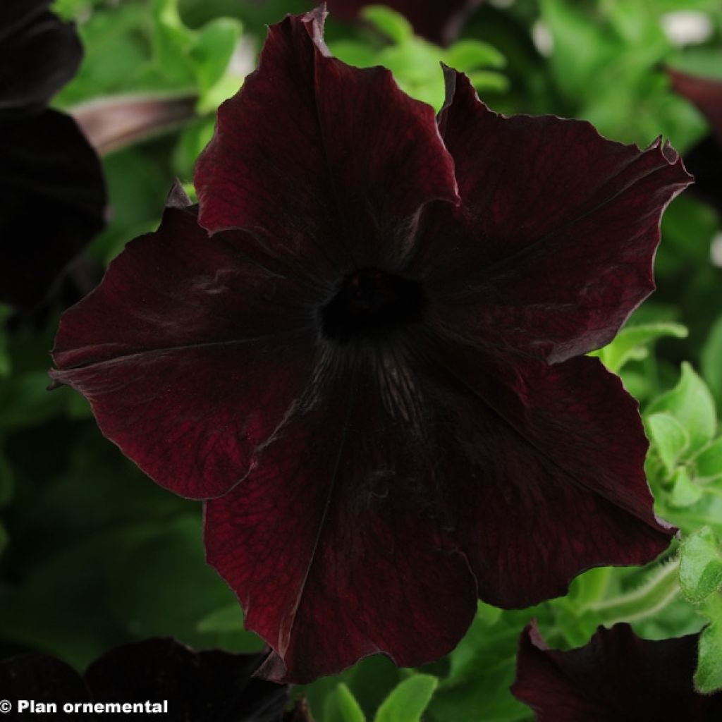 Petunia (x) hybrida  Sophistica Blackberry