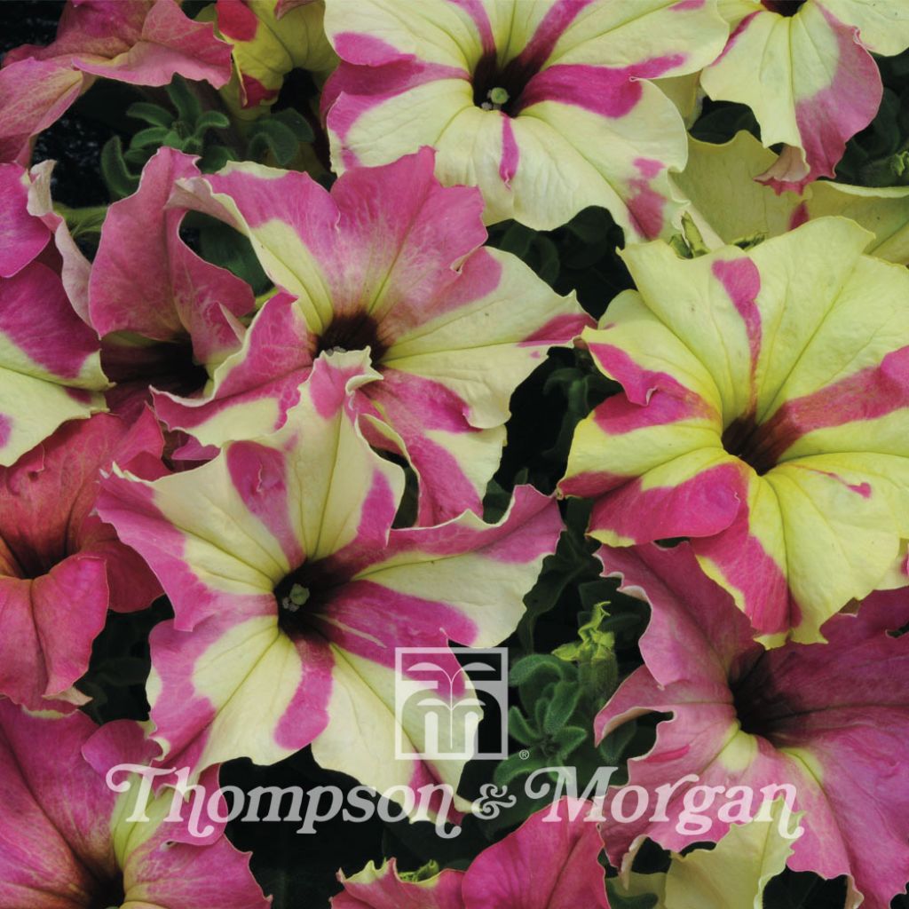 Petunia Sophistica Lime Bicolour F1 Hybrid 