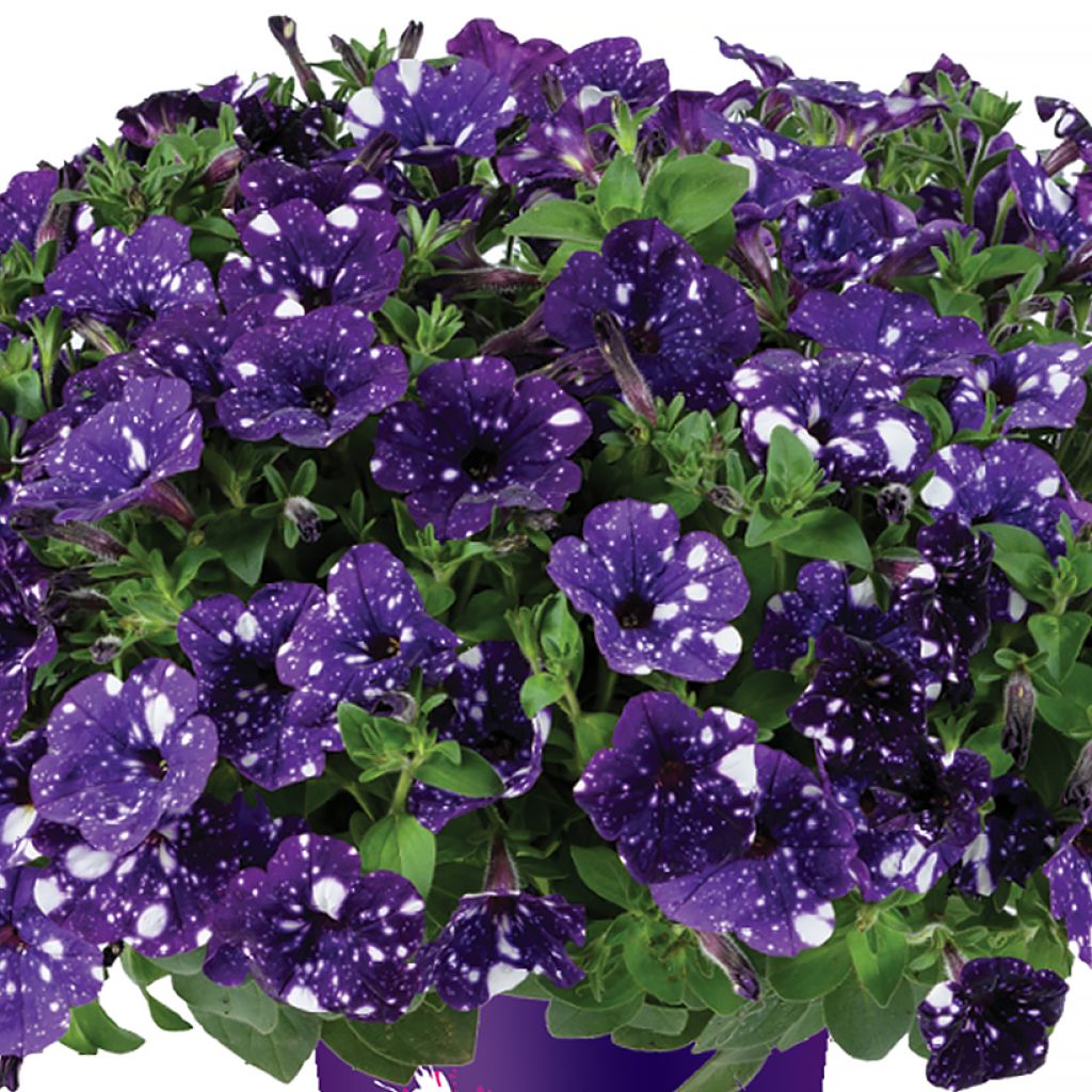 Petunia Splash Dance Bolero Blue